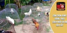 hướng dẫn sử dụng cách nuôi gà đá cựa