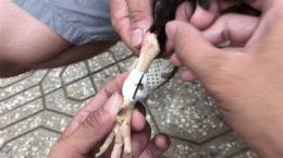 hướng dẫn sử dụng cách quấn cựa gà đá