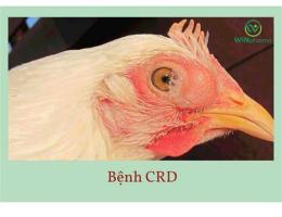 hướng dẫn sử dụng cách trị bệnh da gà