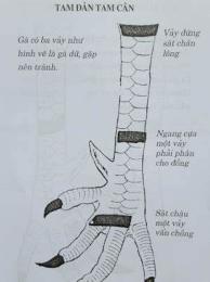 hướng dẫn sử dụng cách xem gà đá hay