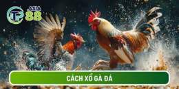 hướng dẫn sử dụng cách xổ gà đá