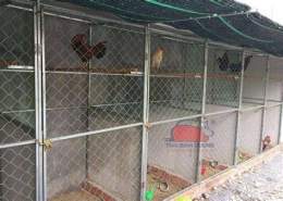 hướng dẫn sử dụng cần tìm việc làm nuôi gà đá