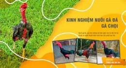 hướng dẫn sử dụng cần tuyển người nuôi gà đá
