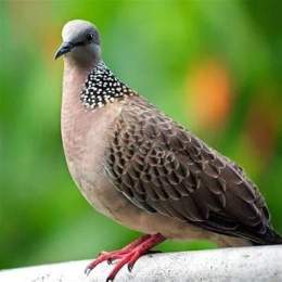 hướng dẫn sử dụng chim cu gáy đậu trên cành