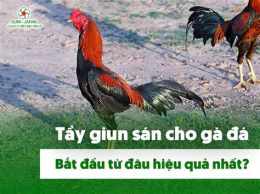 hướng dẫn sử dụng cho tốt ga da tiền giang