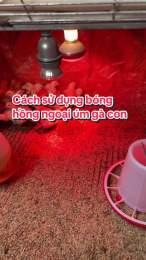 hướng dẫn sử dụng chơi bong bóng đá gà
