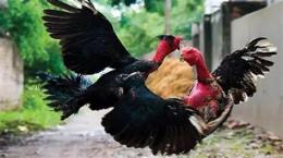 hướng dẫn sử dụng chon ga da