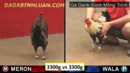 hướng dẫn sử dụng clip đá gà thomo xanh trích