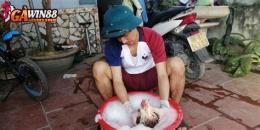 hướng dẫn sử dụng clip ga da cua sat moi nhat