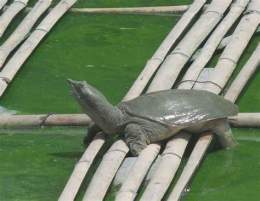 hướng dẫn sử dụng con gì chân vịt đầu gà da trâu đầu rắn