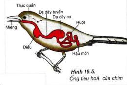 hướng dẫn sử dụng dạ dày tuyến và dạ dày cơ ở gà