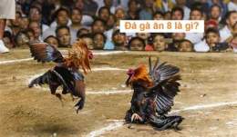hướng dẫn sử dụng đá gà ăn 8 là gì