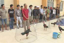 hướng dẫn sử dụng đá gà bị công an bắt phạt bao nhiêu