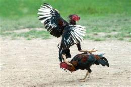 hướng dẫn sử dụng đá gà bồ bình hiệp