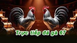 hướng dẫn sử dụng đá gà c1 c2 c3 c4 hôm nay