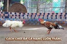 hướng dẫn sử dụng đá gà c4 nakuru