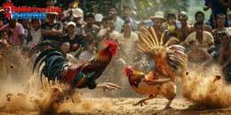 hướng dẫn sử dụng đá gà cựa dao ấn độ