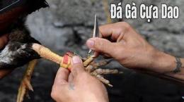 hướng dẫn sử dụng đá gà cựa dao live sv388