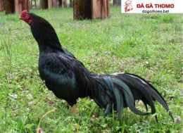 hướng dẫn sử dụng đá gà cựa tròn thomo