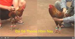 hướng dẫn sử dụng đá gà giải trực tiếp thomo hôm nay