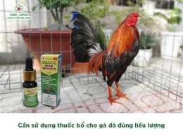 hướng dẫn sử dụng đá gà ngày 3 tháng 4