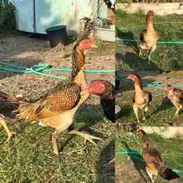hướng dẫn sử dụng da ga noi don thai lan
