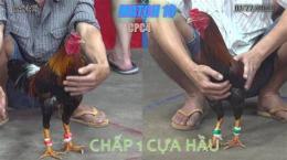 hướng dẫn sử dụng đá gà thomo 1 2 3 4