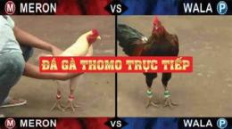hướng dẫn sử dụng đá gà thomo 12 tháng 1