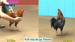 hướng dẫn sử dụng đá gà thomo 6 10 trận 51