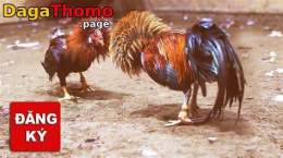 hướng dẫn sử dụng đá gà thomo anh đăng
