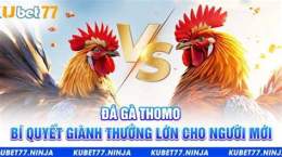 hướng dẫn sử dụng đá gà thomo đánh giá