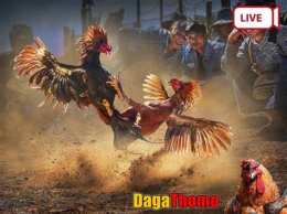 hướng dẫn sử dụng đá gà thomo gà xám thần