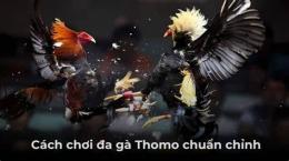 hướng dẫn sử dụng đá gà thomo ngày 25 thắng 09