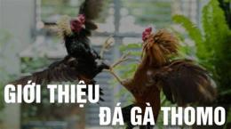 hướng dẫn sử dụng đá gà thomo siêu cúp