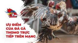 hướng dẫn sử dụng đá gà thomo thứ tư