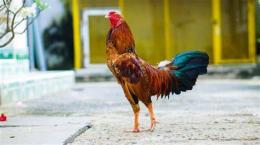 hướng dẫn sử dụng đá gà tre tơ