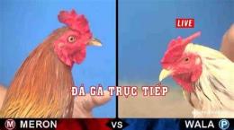 hướng dẫn sử dụng đá gà truc tiep 1