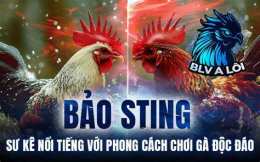 hướng dẫn sử dụng đá gà trực tiếp bao sting