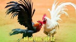hướng dẫn sử dụng đá gà trực tiếp c2 167