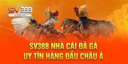 hướng dẫn sử dụng đá gà trực tiếp của bình định