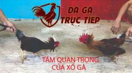 hướng dẫn sử dụng đá gà trực tiếp hfdx