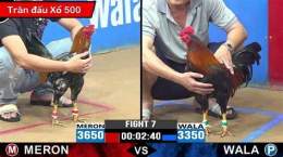 hướng dẫn sử dụng đá gà trực tiếp khánh hoà hôm nay