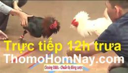 hướng dẫn sử dụng đá gà trực tiếp thomo ngày hôm nay có bình luận