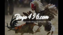 hướng dẫn sử dụng đá gà trực tiếp tructiepdaga.one