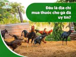 hướng dẫn sử dụng da ga uy tin