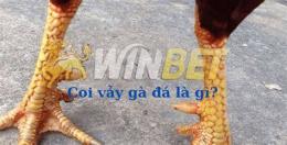 hướng dẫn sử dụng đá gà winbet