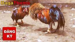 hướng dẫn sử dụng đăng black đá gà thomo