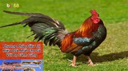 hướng dẫn sử dụng đăng ký đá gà campuchia