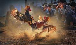 hướng dẫn sử dụng full đá gà tre giải