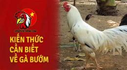 hướng dẫn sử dụng ga bong da ngay nao tot